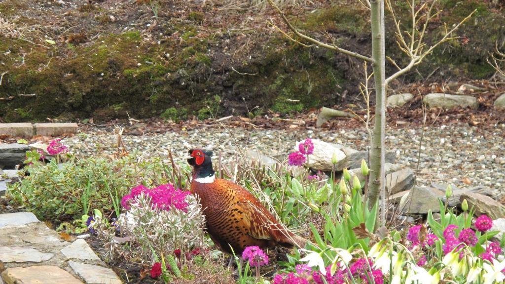 Five Oaks Bed & Breakfast Londonderry ภายนอก รูปภาพ