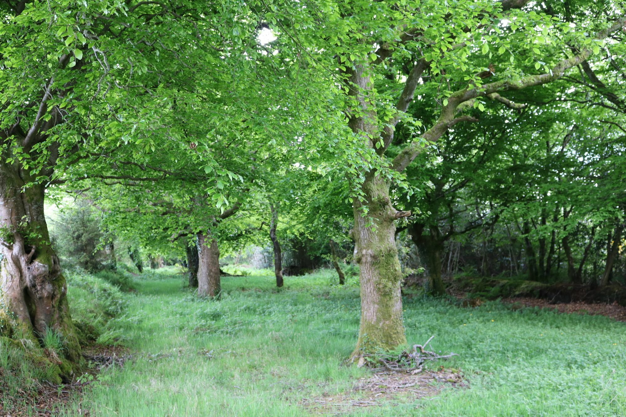 Five Oaks Bed & Breakfast Londonderry ภายนอก รูปภาพ